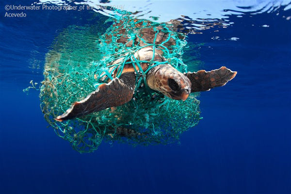  Underwater Photographer of the Year 2019 | Little Miss Meteo