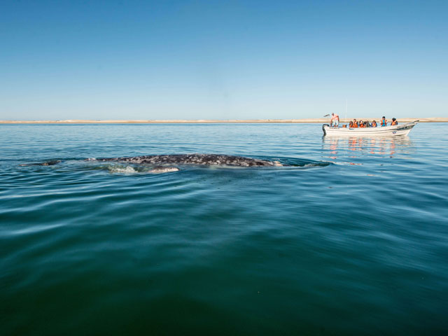 Whale Watching Kayak - Little Miss Meteo