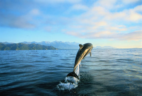 New Zealand - Whale Watching - Little Miss Meteo