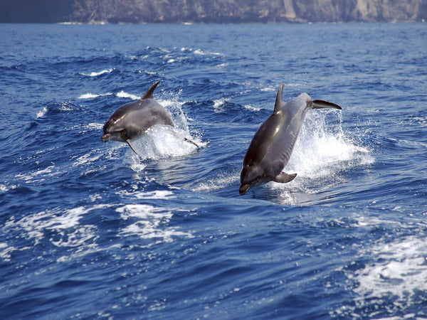 Laguna, Brazil - Dolphin-Spotting | Little Miss Meteo