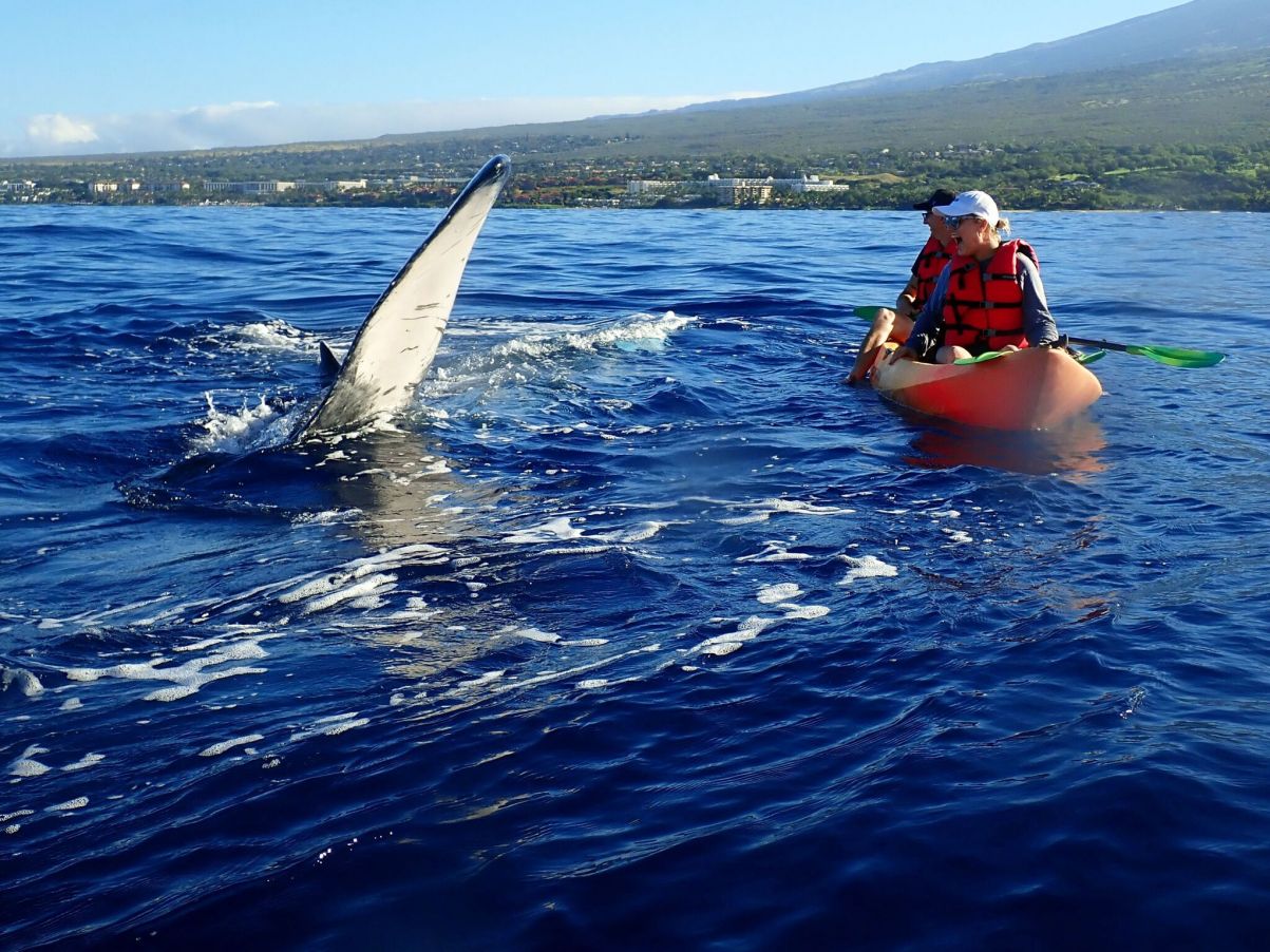 Maui - Hawaii - Whale-Watching - Little Miss Meteo