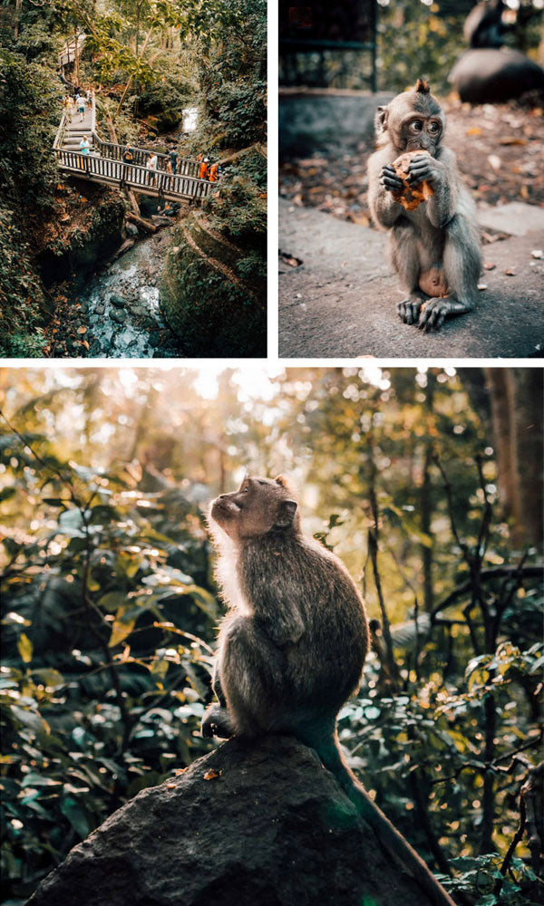 Bali - Monkey Forest in Ubud - Little Miss Meteo