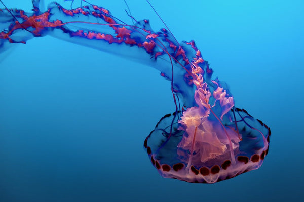 Pink Jelly Fish | Little Miss Meteo