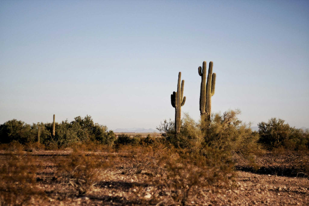 Mexico Desert - Little Miss Meteo