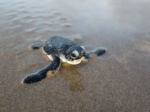 Nesting Turtle - Puerto Rico | Little Miss Meteo