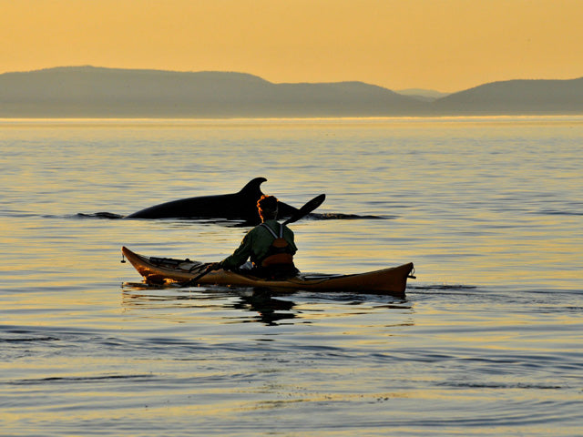 Whale Watching Kayak - Little Miss Meteo