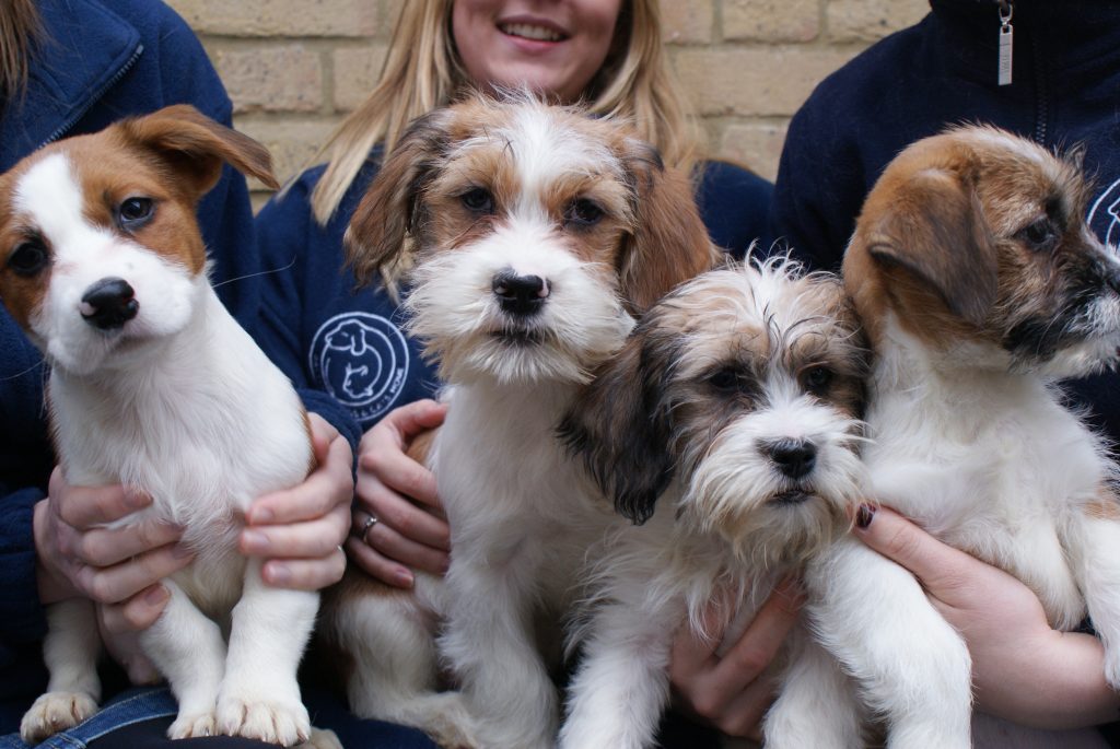 battersea rehome a dog