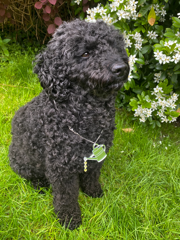 Dog wearing Watering Can Necklace by Tatty Devine