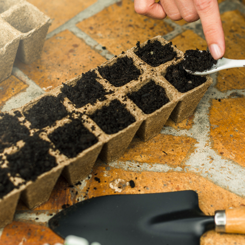 planting herb seeds