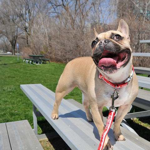 dog collars toronto