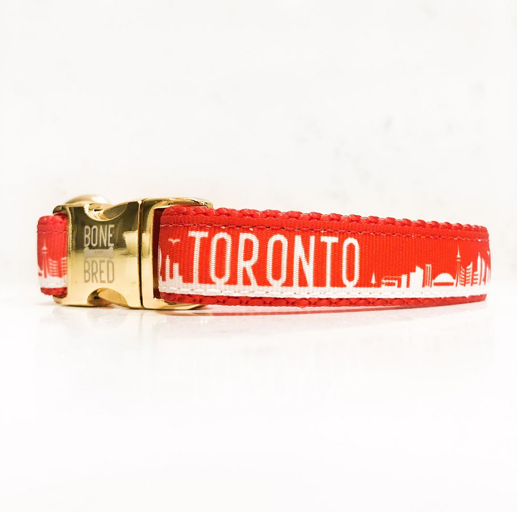 dog collars toronto