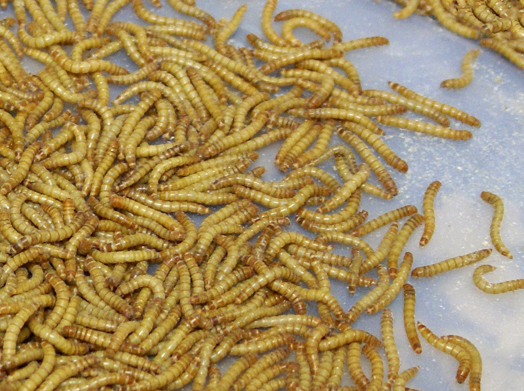 download mealworms for sale