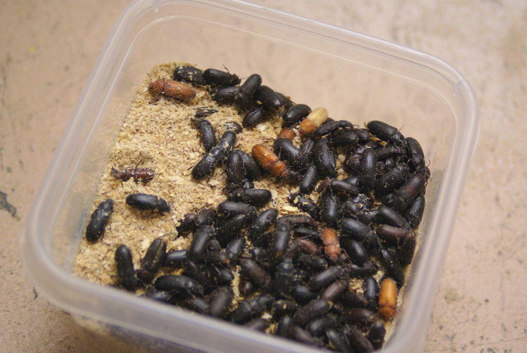 500 Darkling Beetles – PNW Mealworms
