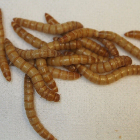 download mealworms for sale