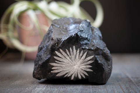 Are Chrysanthemum Stones Real Crystals? – Cape Cod Crystals