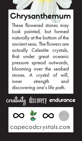 Chrysanthemum Metaphysical Meaning Card by buzzingamarketing