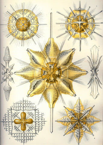 Protozoa creatures called Acantharea composed their rudimentary skeletons of Celestine