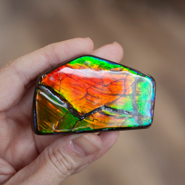 Ammolite Specimen