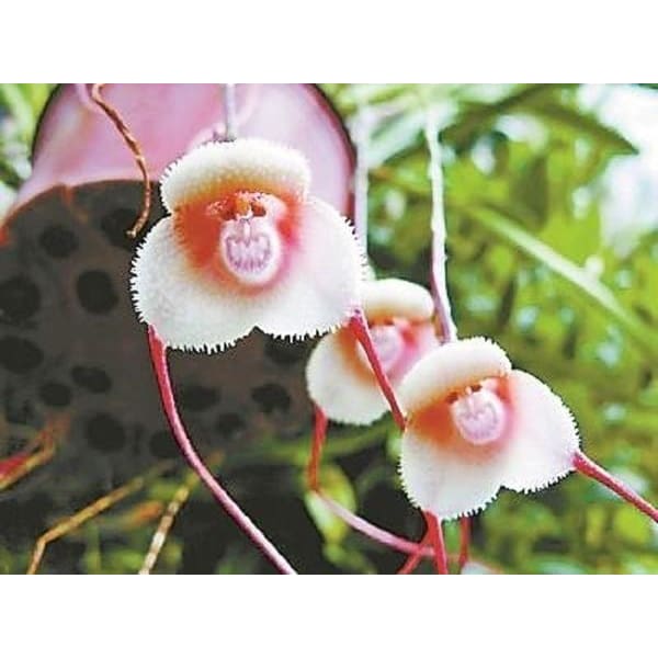 Perennial Seeds Beautiful 10 50x Bonsai Plant Seeds Dracula Simia Monkey Face Orchid Flower Seed Garden Patio Tallergrafico Com Uy