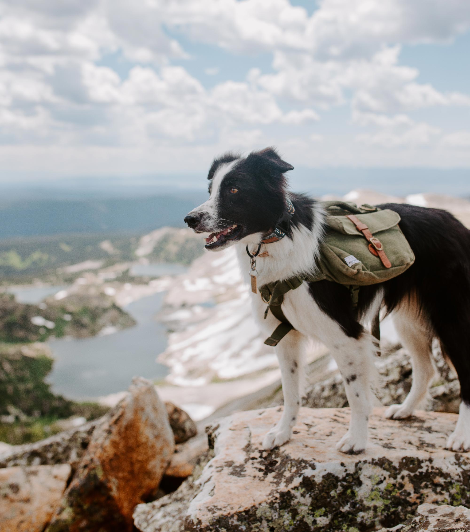 good dogs for hiking