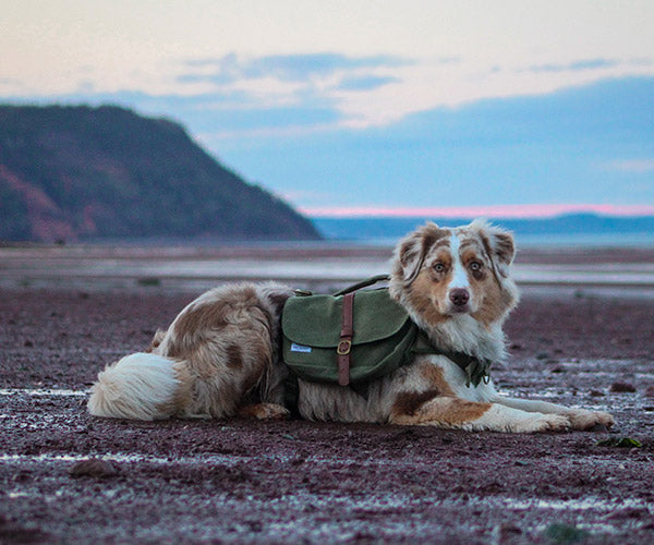 large dog Australian shepherd wearing a backpack on a hike 