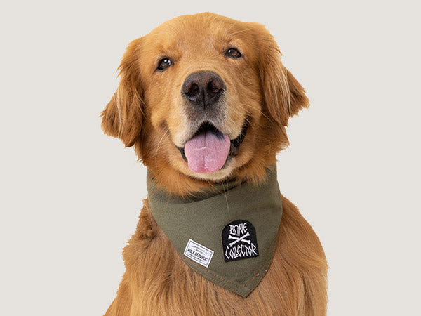 Golden Retriever smiling with his tongue out while modeling a hunter green canvas dog bandana with black patch