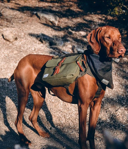 Vizsla Active Dog Breeds