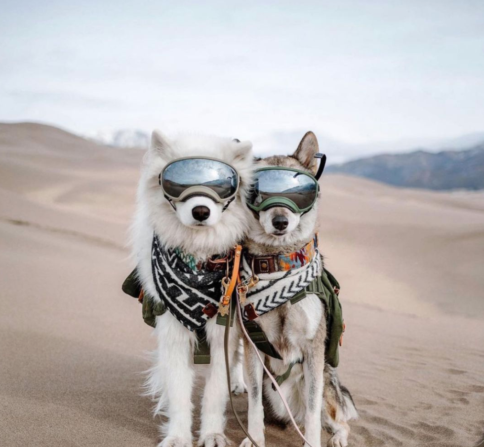 dog goggles for hiking