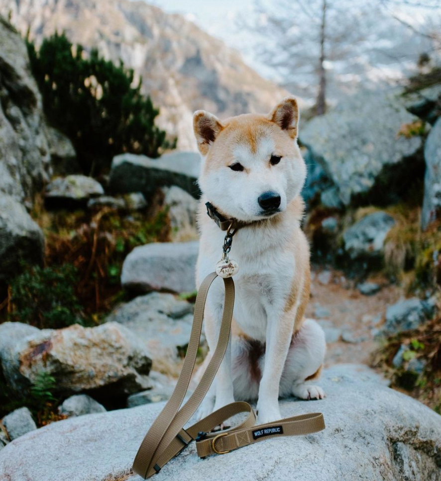 heavy duty leash for hiking