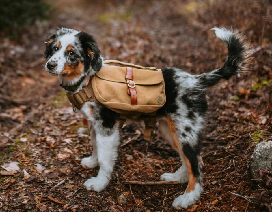 dog backpack for hiking 