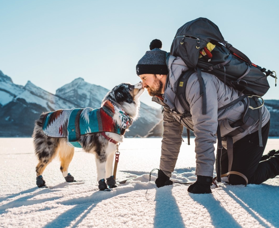 adventure dog Australian shepherd in snow 