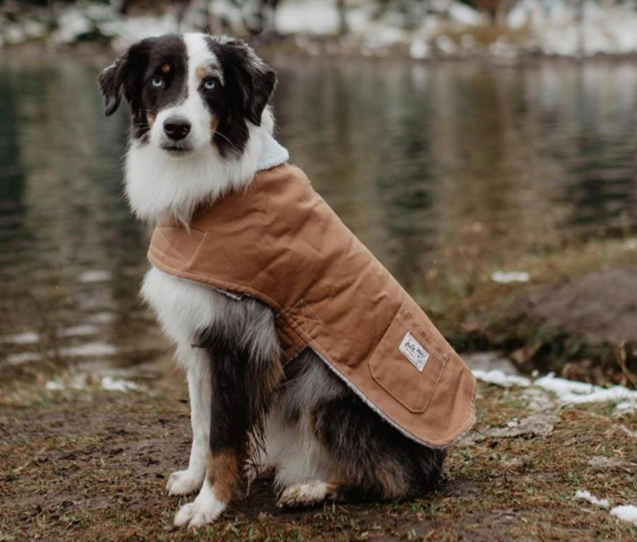 hipster dog coat for hiking 