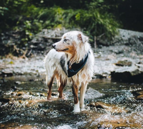 Dog Bandana for Hiking