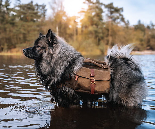 small dog wearing a backpack hiking