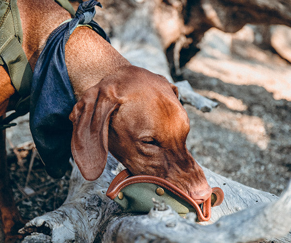 dog drinking water from a collapsible dog bowl on a hike