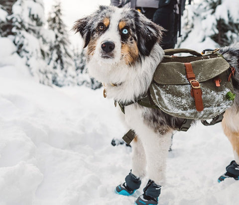 Australian shepherd hiking in snow with snow booties