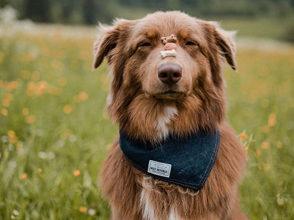 dog balances dog treats on nose in a field while wearing a denim dog bandana