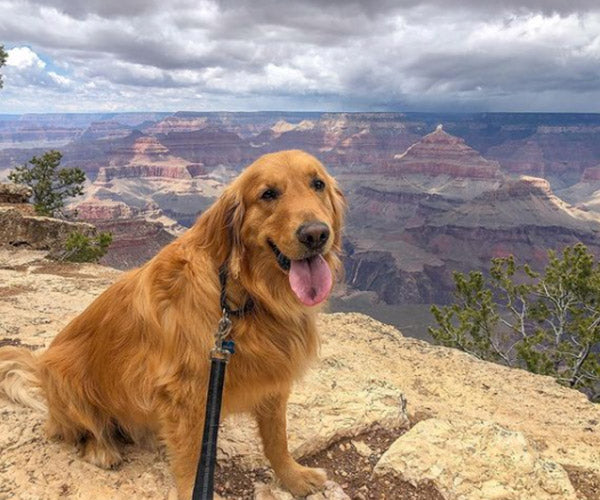 dog-friendly grand canyon national park