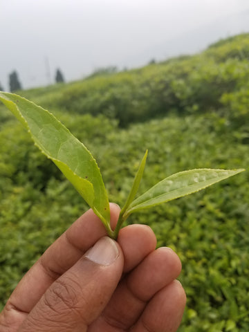 Darjeeling tea estate leaves