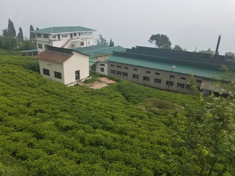 Sikkim Tea Estate