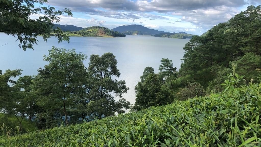 Tea garden, shillong