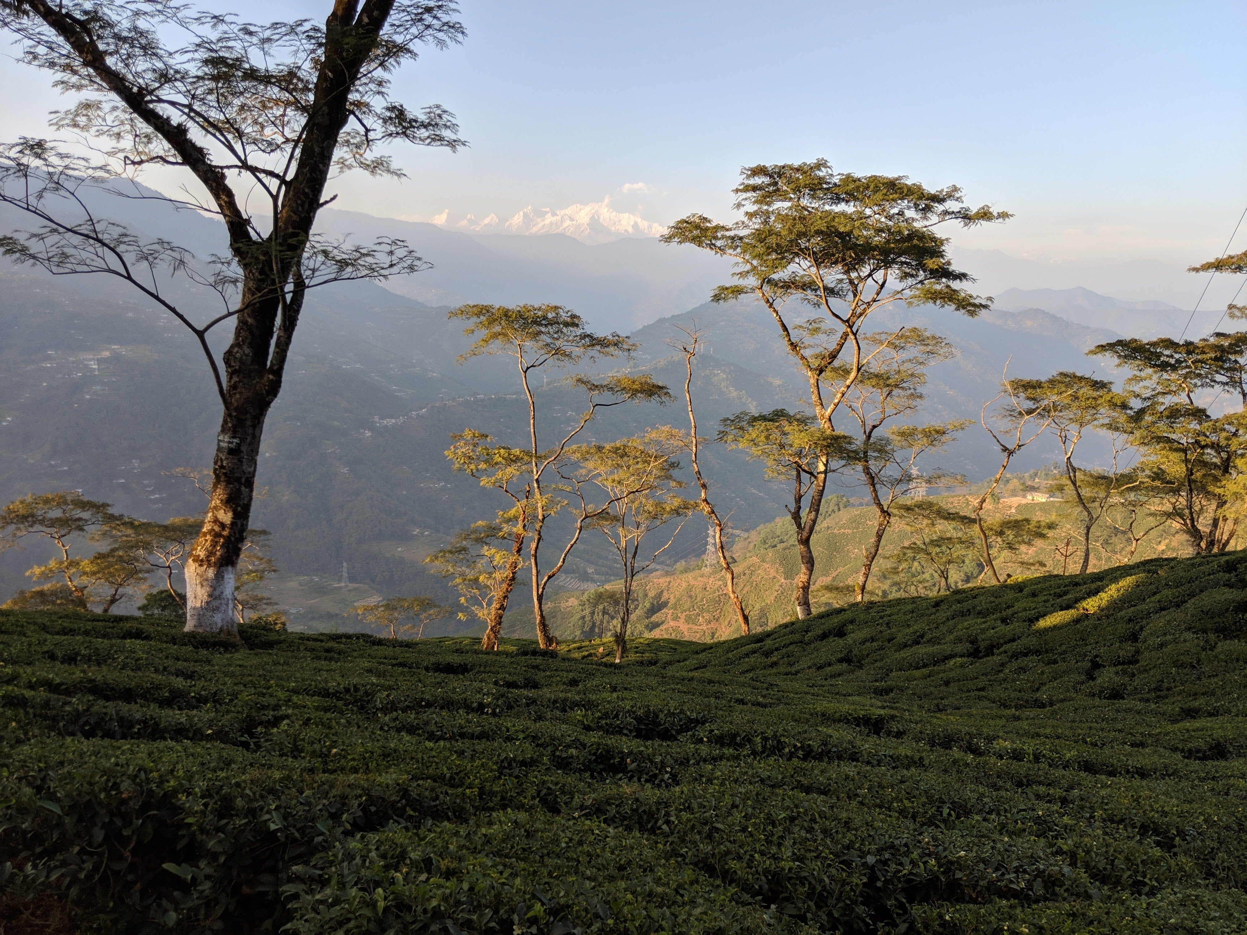 Darjeeling with view of Himalayas from a tea garden