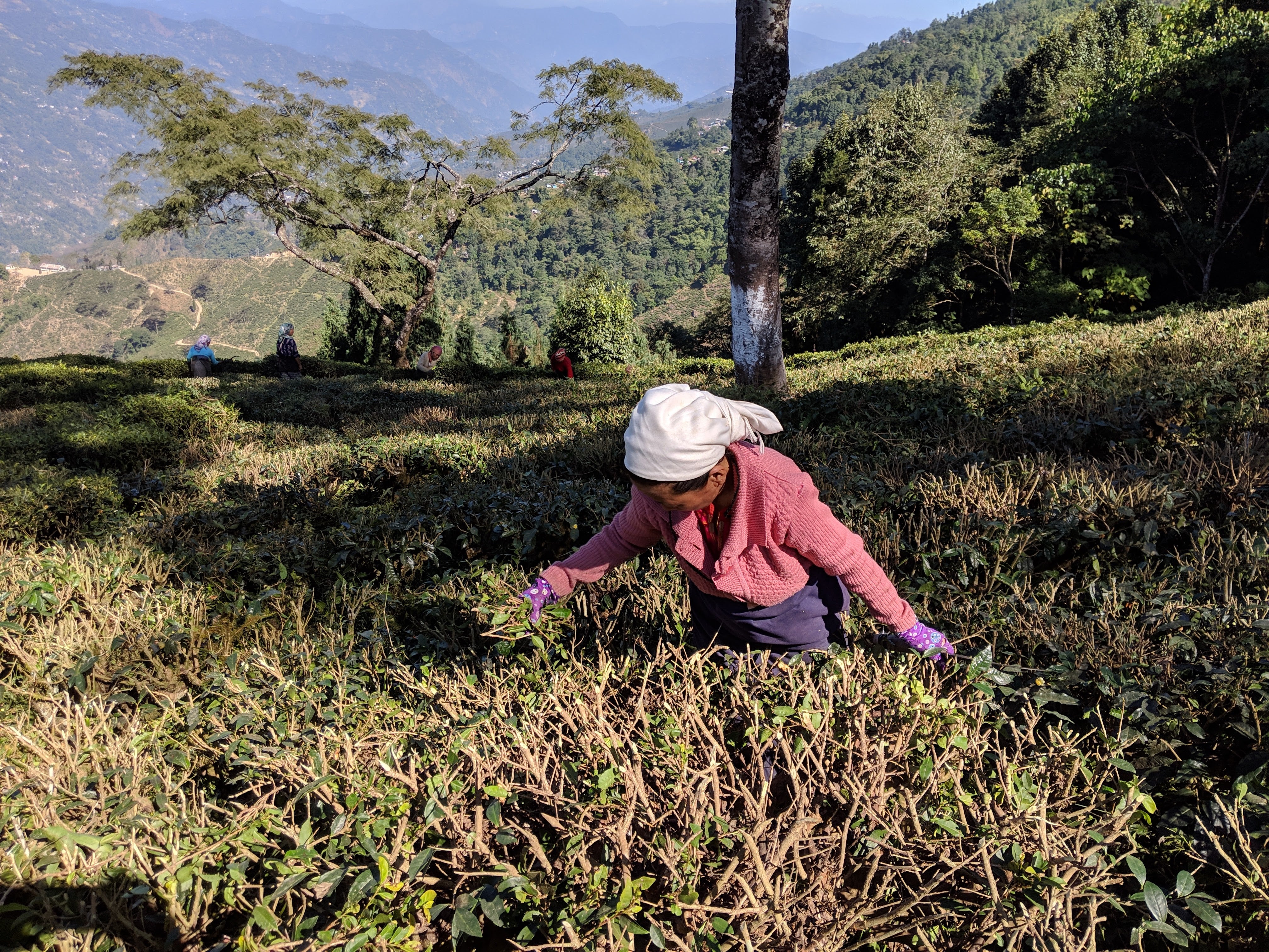 Tea worker in a darjeeling tea garden plucking tea leaves