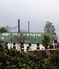 Mim tea estate