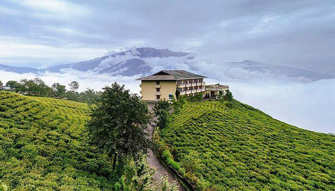 Sikkim tea gardens