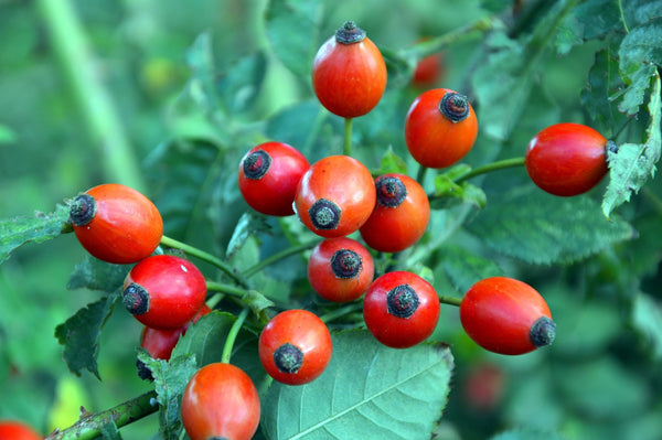 Šipek - najboljši naravni vir vitamina C