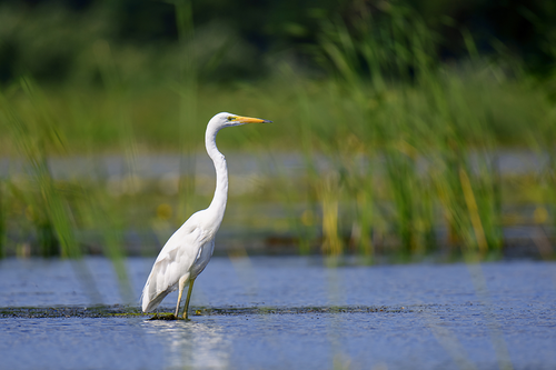 ZWS_Blog_ConservationFlorida_Feature.png__PID:73fe38ed-07f2-4756-a1c6-5e4964148291