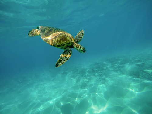 sea turtle swimming underwater