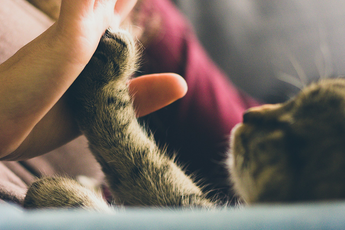 woman and a cat touching hand and paw