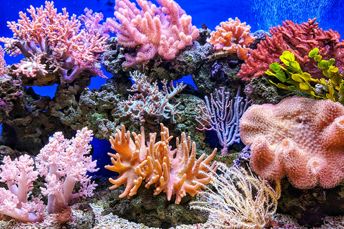 close up of colorful coral reef